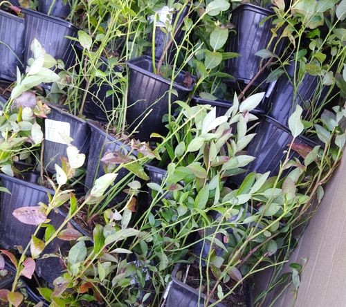 Фото пресс-службы Управления Россельхознадзора по Хакасии и Туве